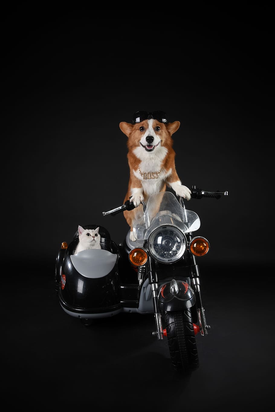 Pembroke Welsh corgi and Persian riding motorcycle, pets, dog