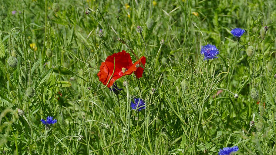 flower, blossom, bloom, red, poppy, nature, summer, field, klatschmohn HD wallpaper