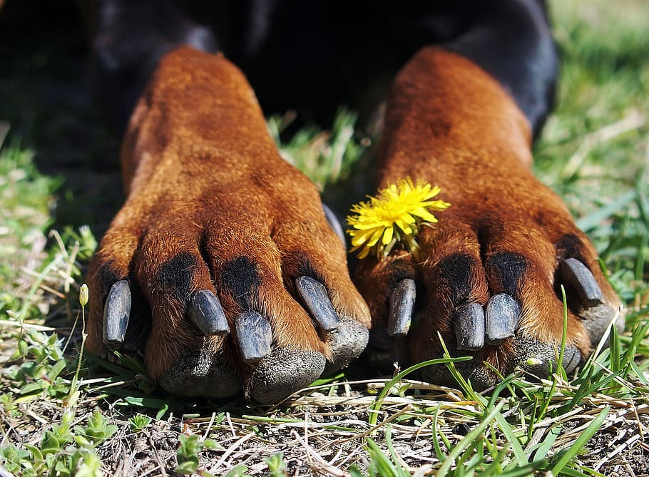 Doberman, Paws, Claws, Flower, one animal, animal themes, animal leg HD wallpaper