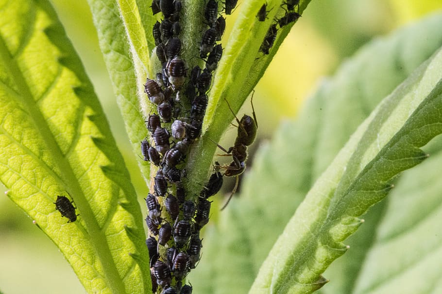 aphids, ant, lice, insect, macro, insect infestation, macro photography HD wallpaper