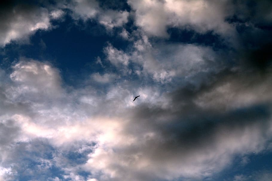 Синяя птица облака. Птицы в облаках. Пасмурное небо с птицами. Силуэт птицы в небе из облаков. Серая туча птица.