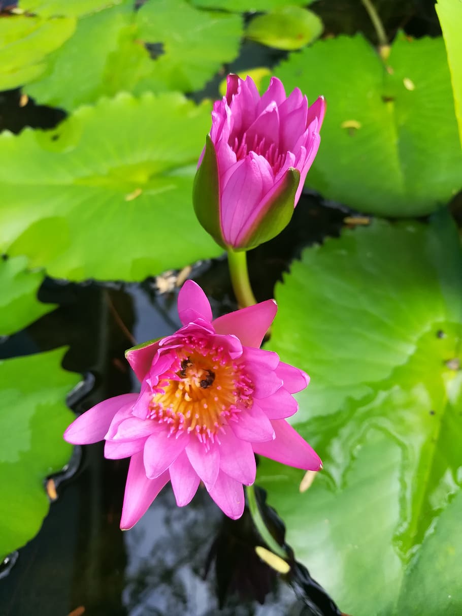 flowers, pink, flowering plant, beauty in nature, petal, freshness HD wallpaper