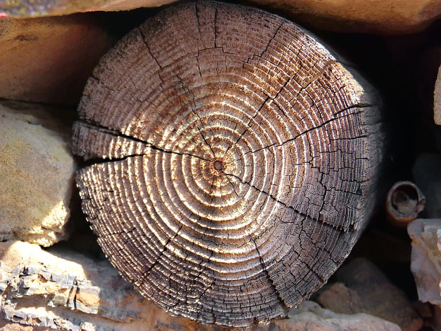 trunk, rings, section, wood, tree ring, close-up, textured HD wallpaper