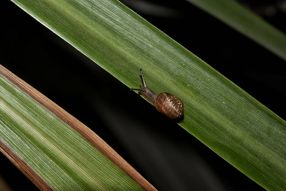 snail, nature, leaf, macro, animals, garden, plant, highway HD wallpaper