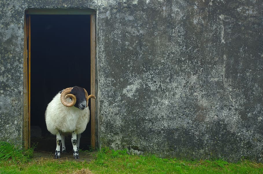 white and black sheep, scotland, wool, nature, highlands and islands
