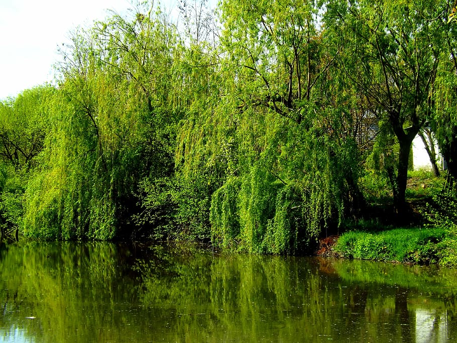 willow, lake, water, reflection, mirror, nature, vegetation HD wallpaper