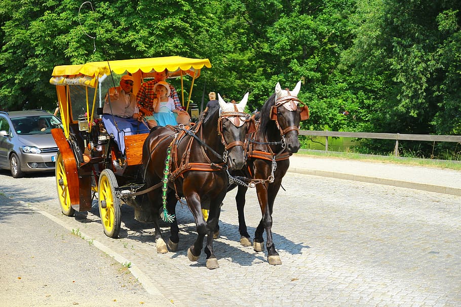stroll, morisburg, germany, domestic animals, mammal, transportation HD wallpaper
