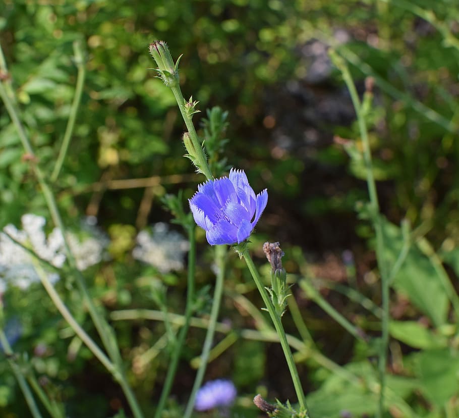 Wild, Chicory, Opening, Flower, Blossom, wild chicory opening HD wallpaper