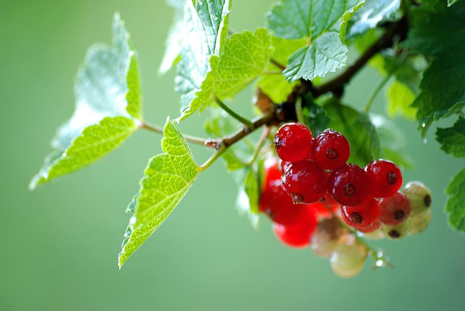 fruit, leaf, nature, eating, garden, currant, summer, healthy HD wallpaper