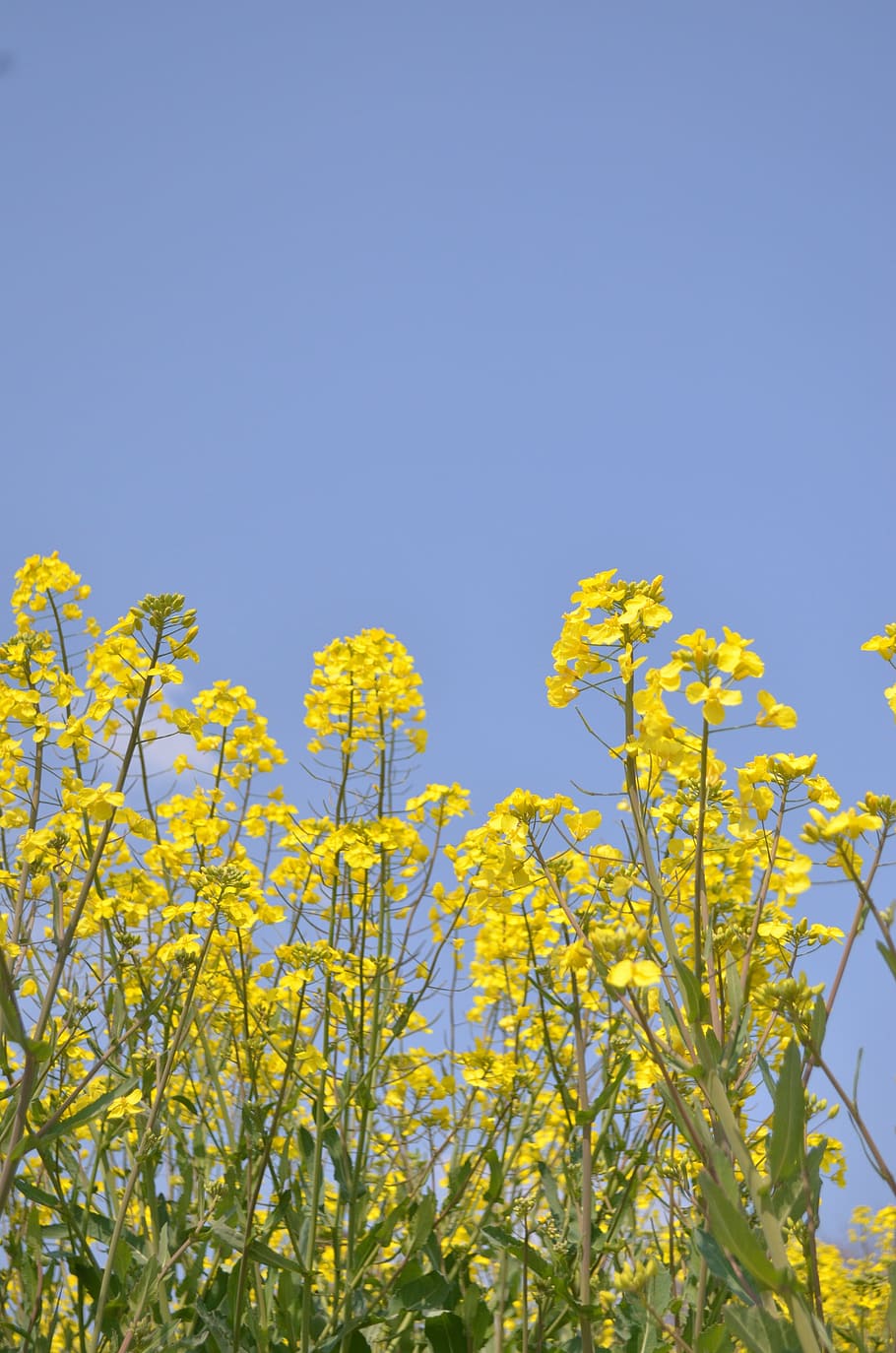 rape blossoms, spring, flowers, beautiful, japan, nature, yellow HD wallpaper
