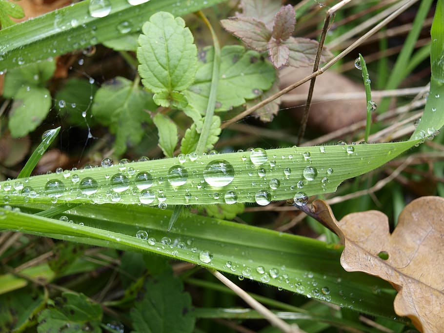 Dew, Drops, Plant, Blade Of Grass, wet, dew-drop, green color HD wallpaper