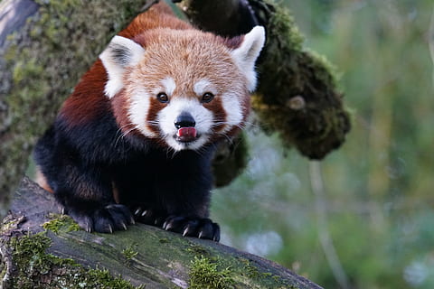 red panda standing on tree branch close-up photo during daytime HD wallpaper