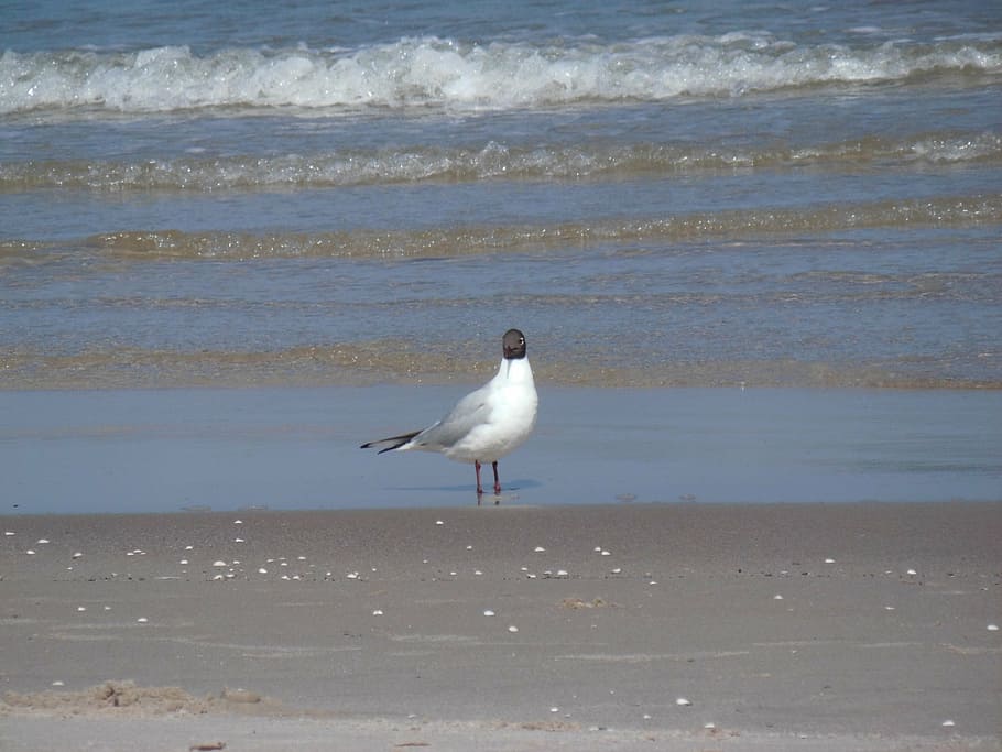 seagull, beach, wave, water, animal, vertebrate, bird, animal themes HD wallpaper