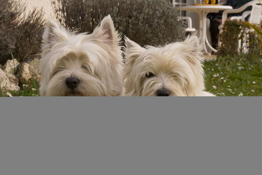 dogs, animals, white, pets, domestic, canine, mammal, animal themes HD wallpaper