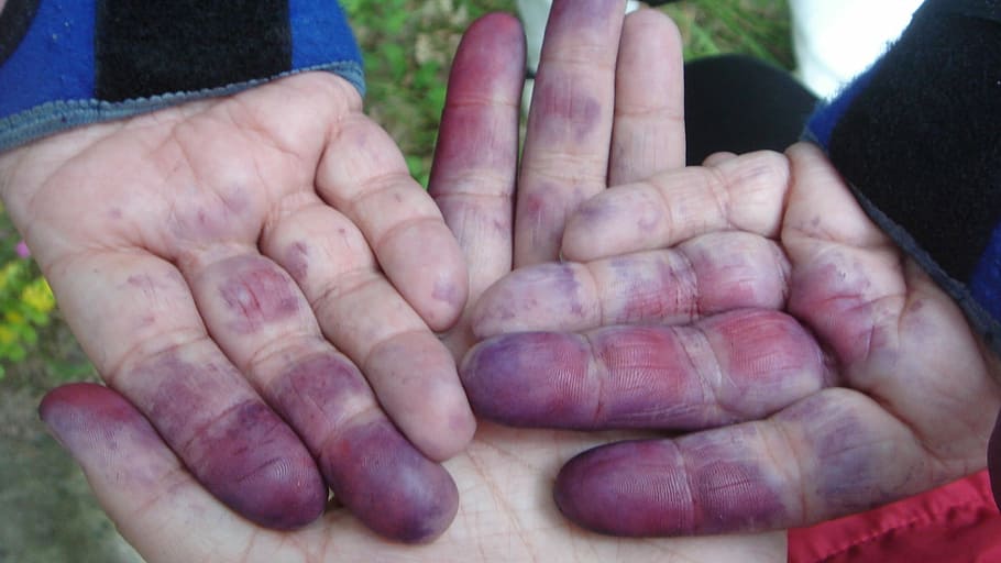 hands, summer, dirty, fruit, human Hand, people, senior Adult HD wallpaper