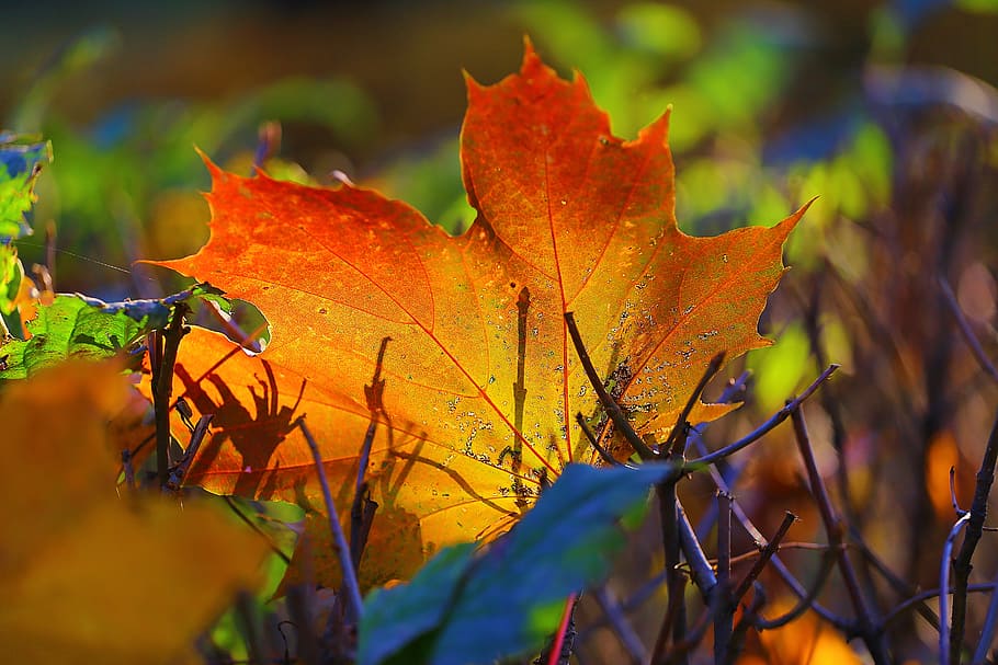 autumn, beauty, paint, leaves, yellow, red, russia, charm, stroll HD wallpaper