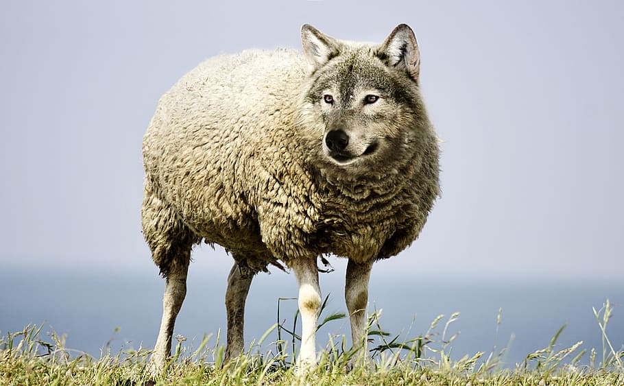 sheep with photo edited wolf head, wolf in sheep's clothing, sheepskin