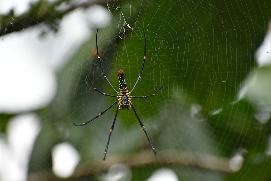 spider, web, insect, spider web, animal, animal themes, invertebrate HD wallpaper