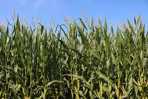 fields, corn, agriculture, cornfield, harvest, corn on the cob HD wallpaper