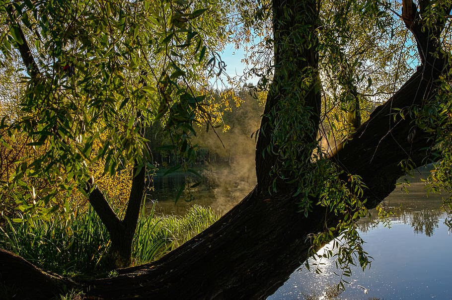 zing, to warm, heat, tree, plant, water, reflection, lake, nature HD wallpaper