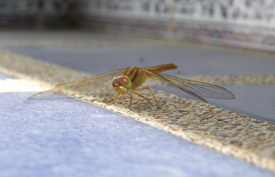 dragonfly, insect, bug, wing, eye, invertebrate, one animal HD wallpaper