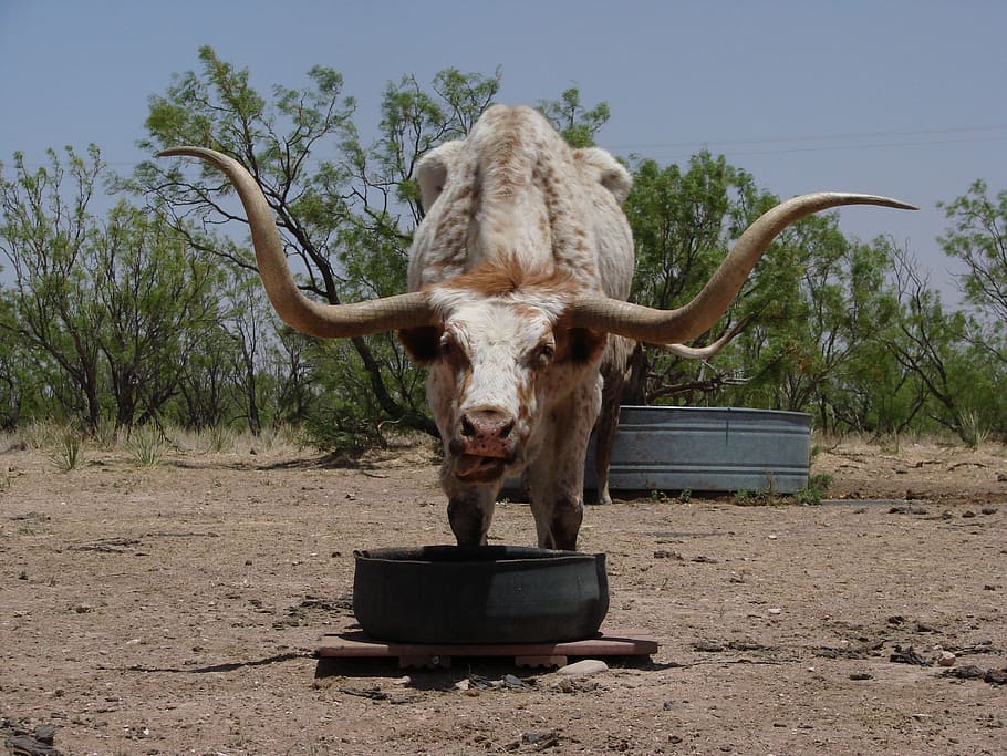 gray long-horn animal, longhorn, texas, beef, cow, austin, west texas, HD wallpaper