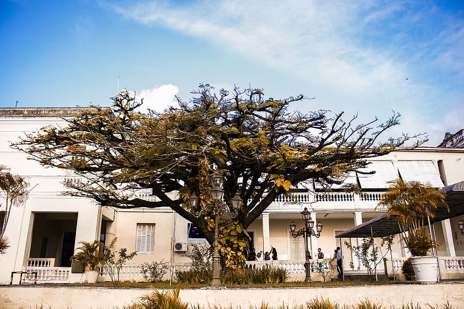 architecture, tree, outdoors, home, horizontal, sky, no person HD wallpaper