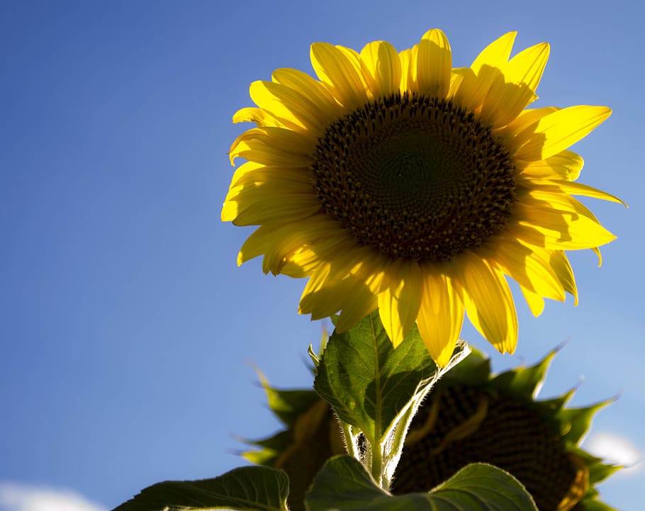sunflower, flowers, flowering plant, freshness, flower head HD wallpaper