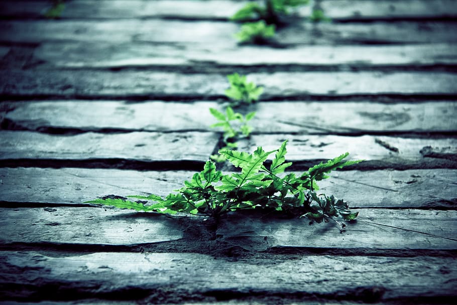 stone, green, plant, spring, leaf, plant part, wood - material HD wallpaper