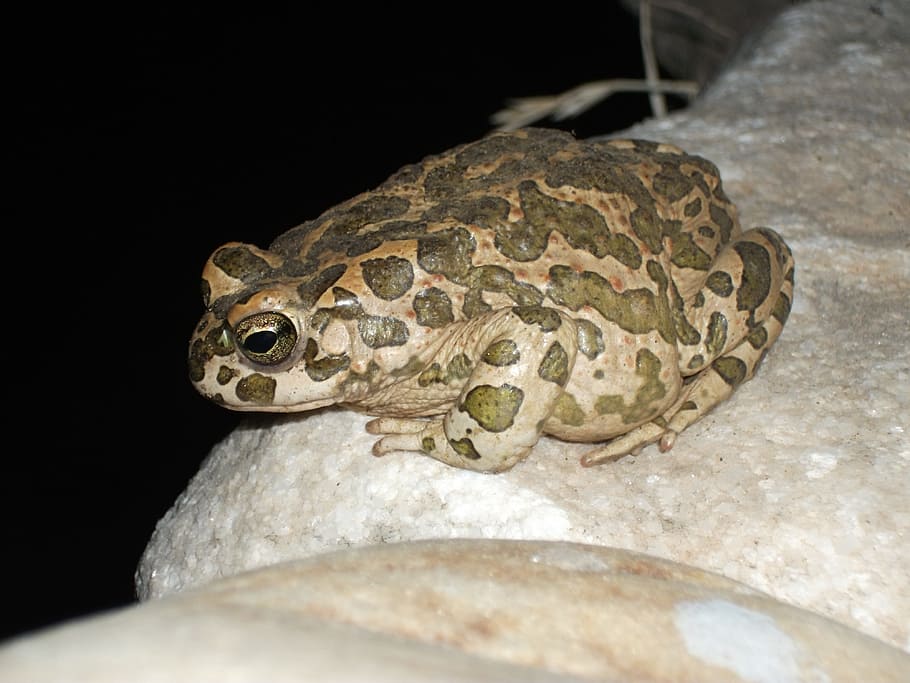 frog, animal, night, reptile, animal themes, one animal, vertebrate HD wallpaper