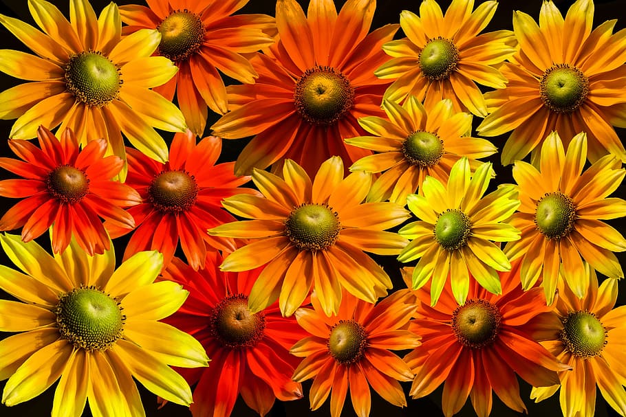 blütenmeer, bloom, sun hat, gerbera, colorful, flowers, summer HD wallpaper