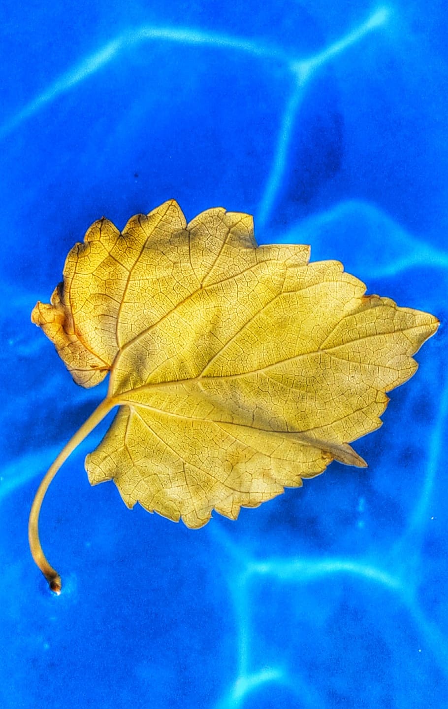 leaf, water, yellow, blue, plant part, close-up, autumn, nature HD wallpaper