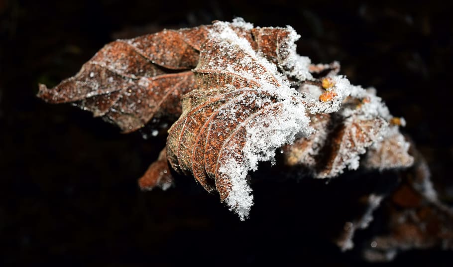 leaf, frozen, frost, cold, hoarfrost, nature, winter, eiskristalle, HD wallpaper