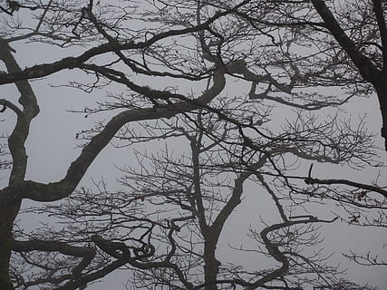 Forest, Branches, Aesthetic, Trees, tree trunks, book, foggy HD wallpaper