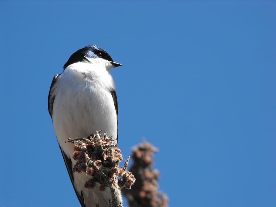 wye marsh, bird, black, white, ontario, nature, animals in the wild HD wallpaper