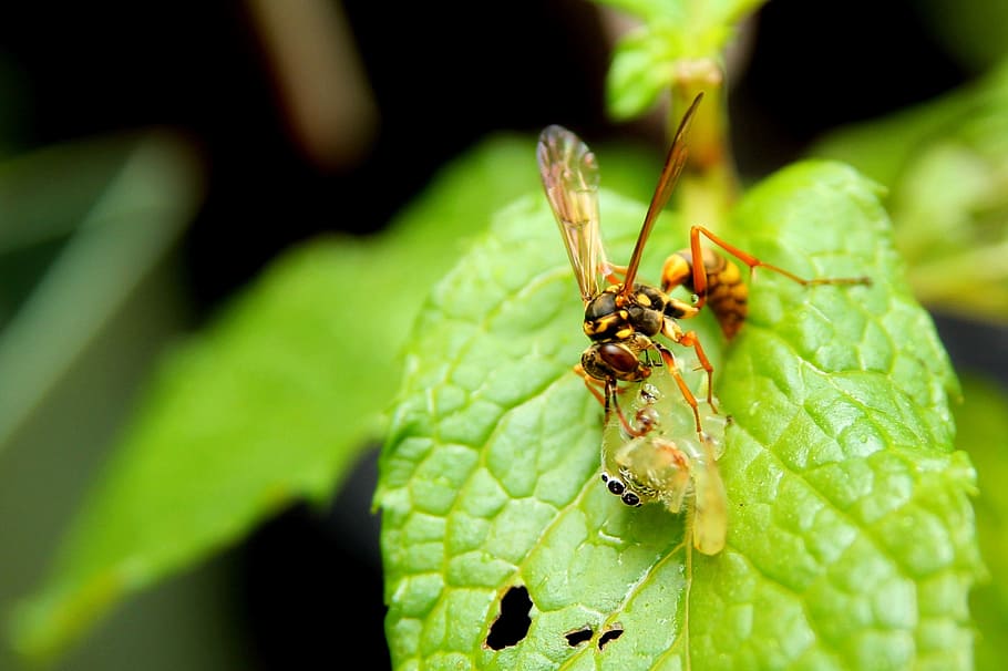 insect, bug, nature, invertebrate, animal, animal themes, animal wildlife HD wallpaper