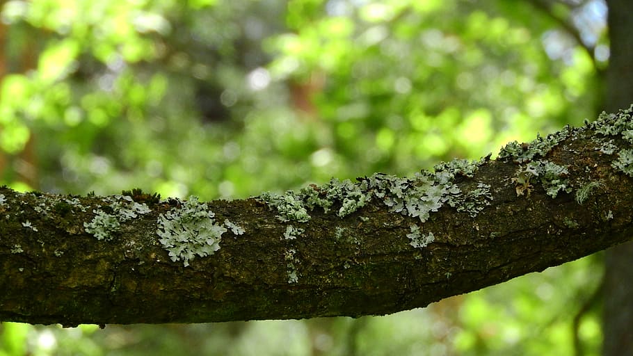 lichen, branch, bark, tree, plant, focus on foreground, forest HD wallpaper