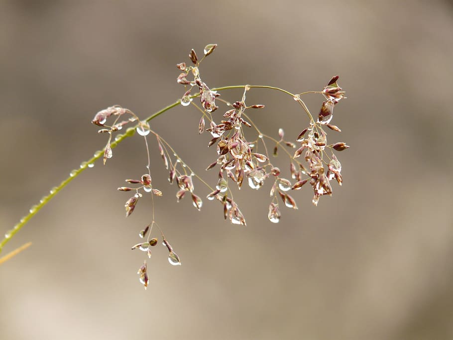 Grass, Plant, Dew, Dewdrop, Nature, Drip, close-up, macro, outdoors HD wallpaper
