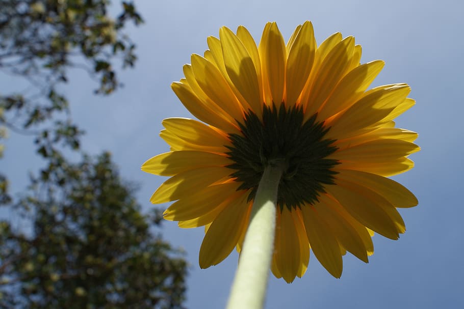 daisy, gerbera, daisies, flower, spring, plant, bloom, flora HD wallpaper