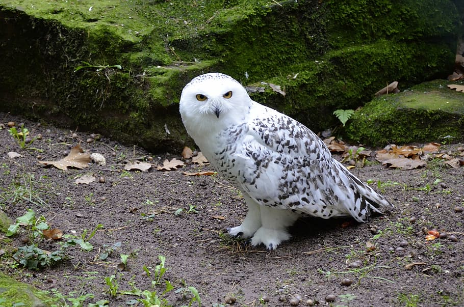 white and black owl, gray, snowy owl, plumage, night active, feather