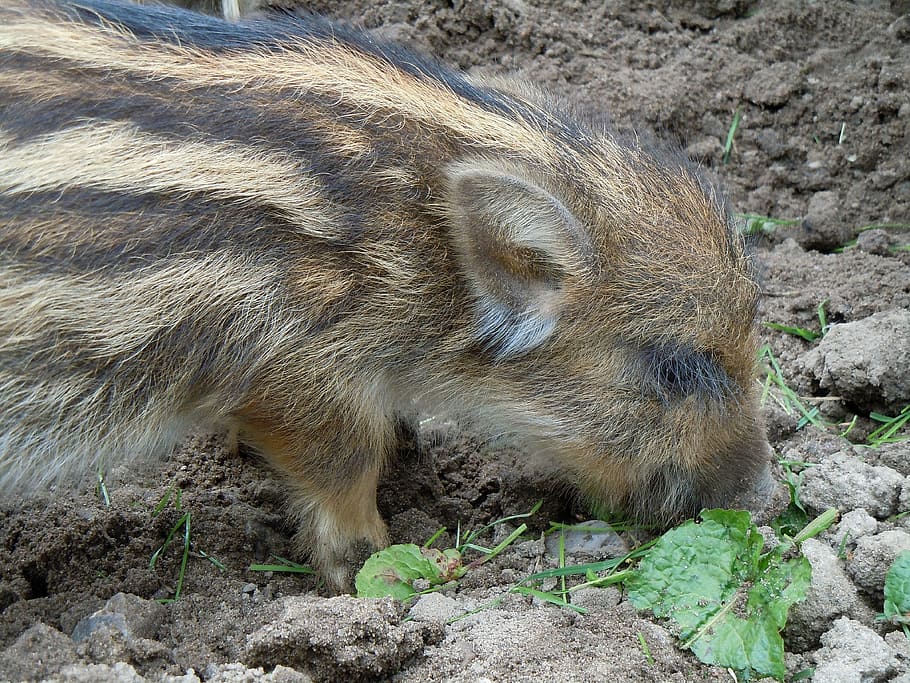 launchy, boar, rooting, pig, animal, wild Boar, mammal, wildlife HD wallpaper