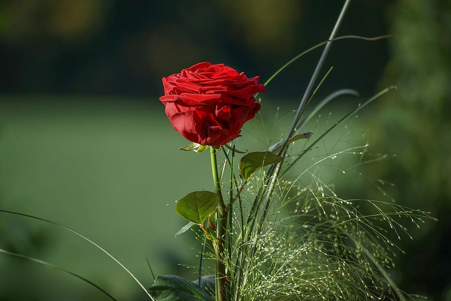 selective focus photography of red rose, bouquets, valentine HD wallpaper