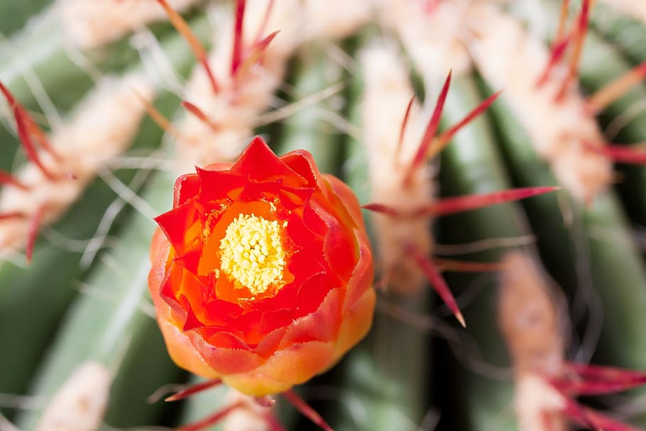 cactus, cactus blossom, bloom, red, plant, garden, desert, arizona HD wallpaper