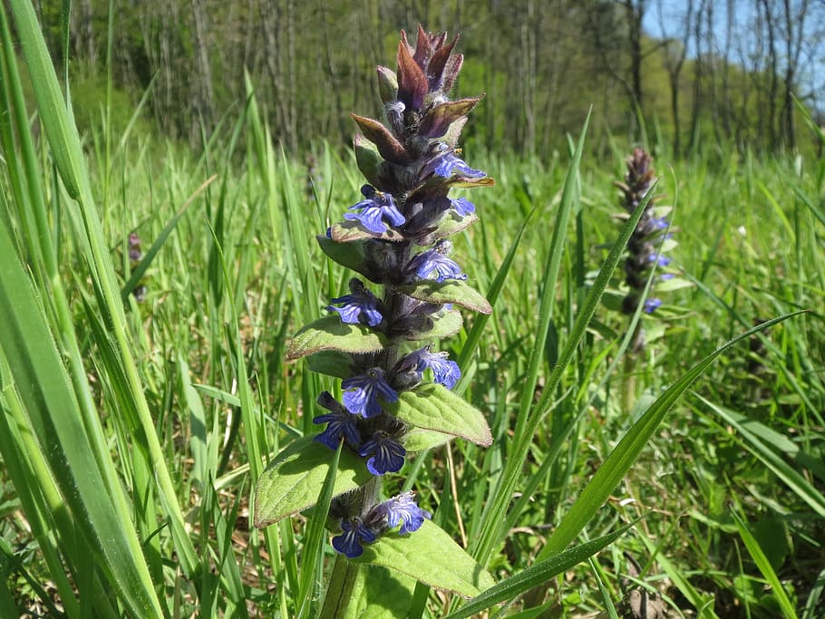 ajuga reptans, bugle, blue bugle, bugleherb, bugleweed, carpetweed HD wallpaper