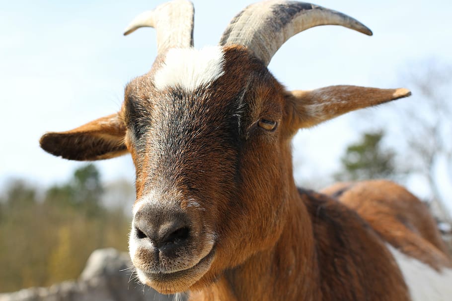 goat, cattle, close, zoo, animal, bock, animal themes, one animal HD wallpaper