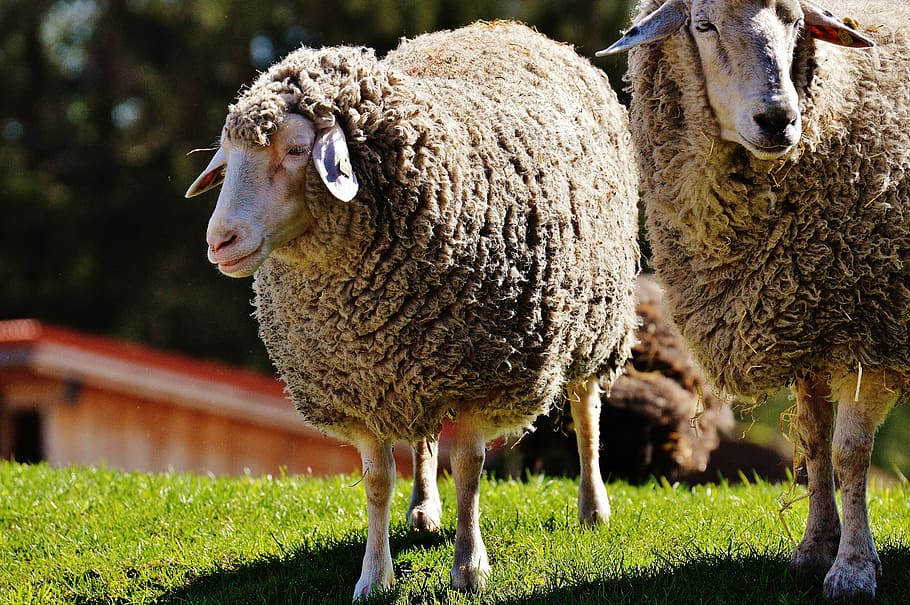 sheep, wool, animal, meadow, nature, winter coat, good aiderbichl, HD wallpaper