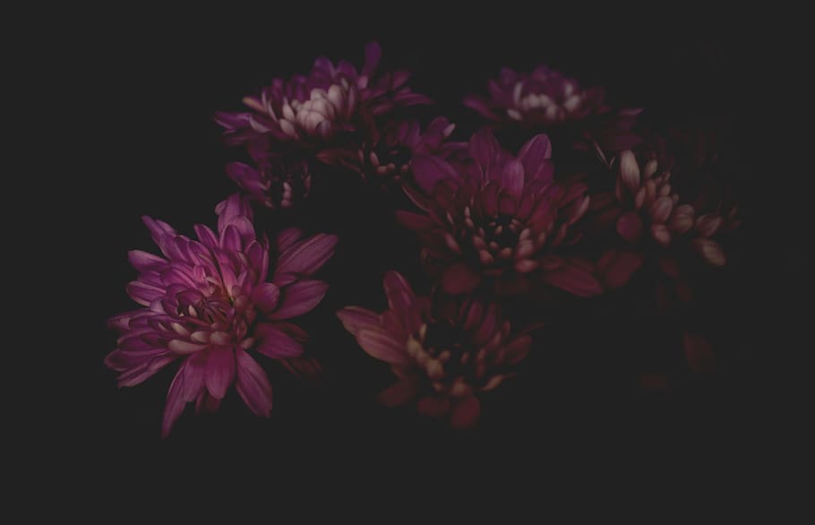 photo of purple petaled flower plants, purple flowers on dark area HD wallpaper