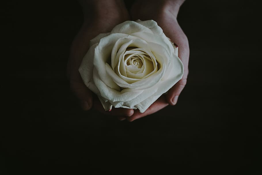 beige rose flower in person's palms, person holding white rose flower HD wallpaper