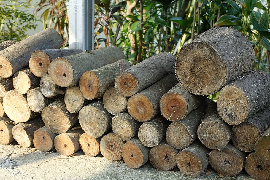 trunk, forest, light a fire, fuel, stack, tree, timber, log HD wallpaper