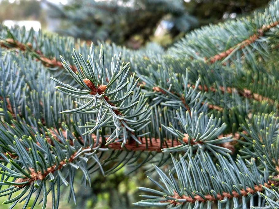 nature, tree, branch, coniferous tree, beauty, pine, living nature HD wallpaper